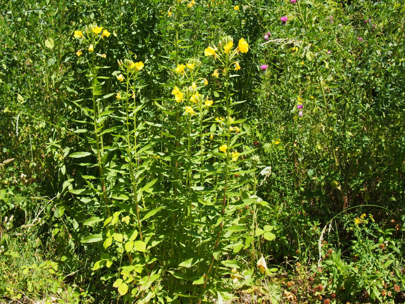 Evening Primrose plant